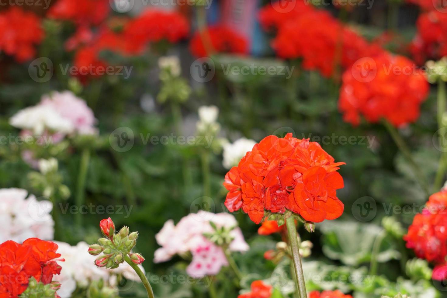 Geranium butterfly flower close up photo