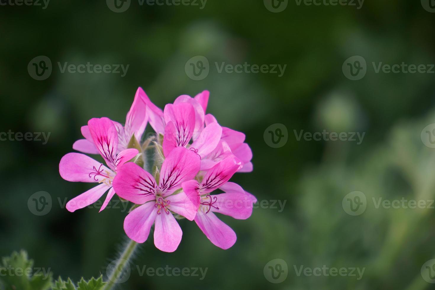 Geranium butterfly flower close up photo