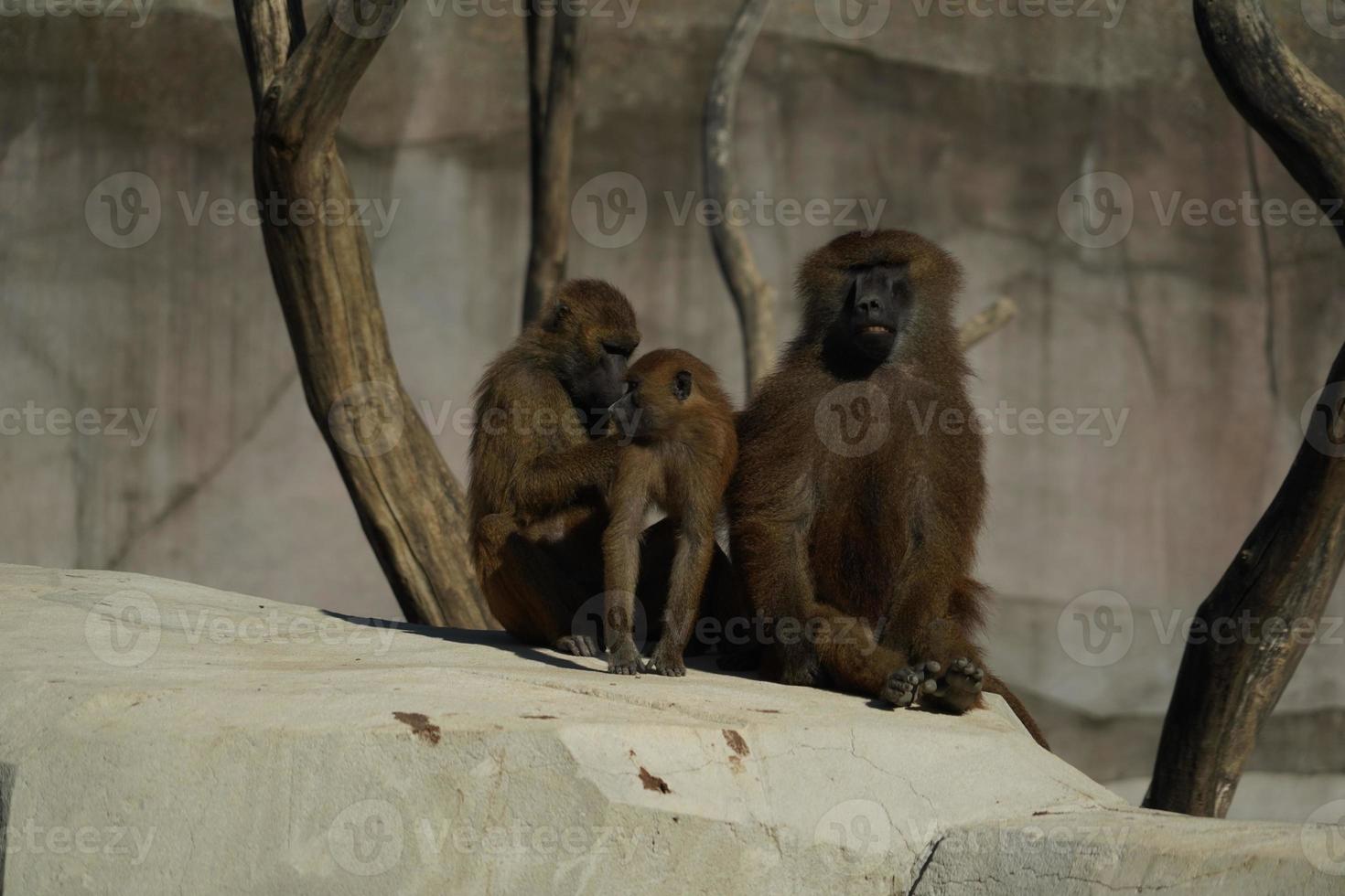 guinea baboon monkey ape photo