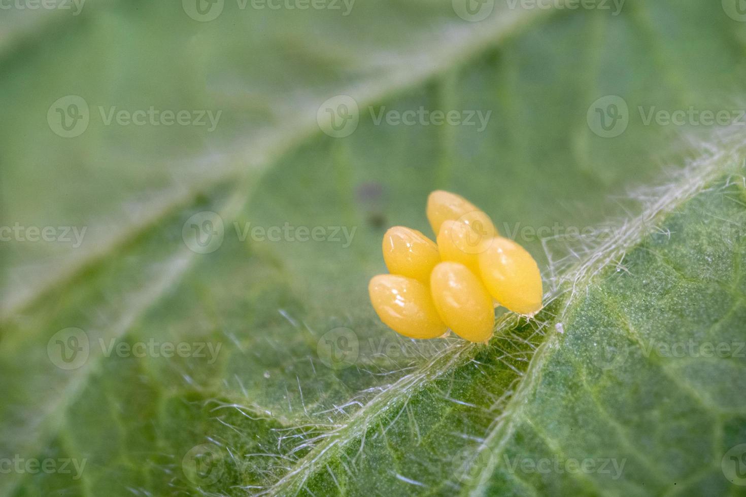 Ladybug yellow eggs on raspberry leaf macro photo
