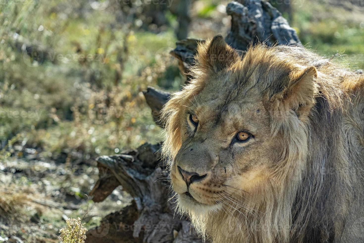 male lion eyes looking at you photo