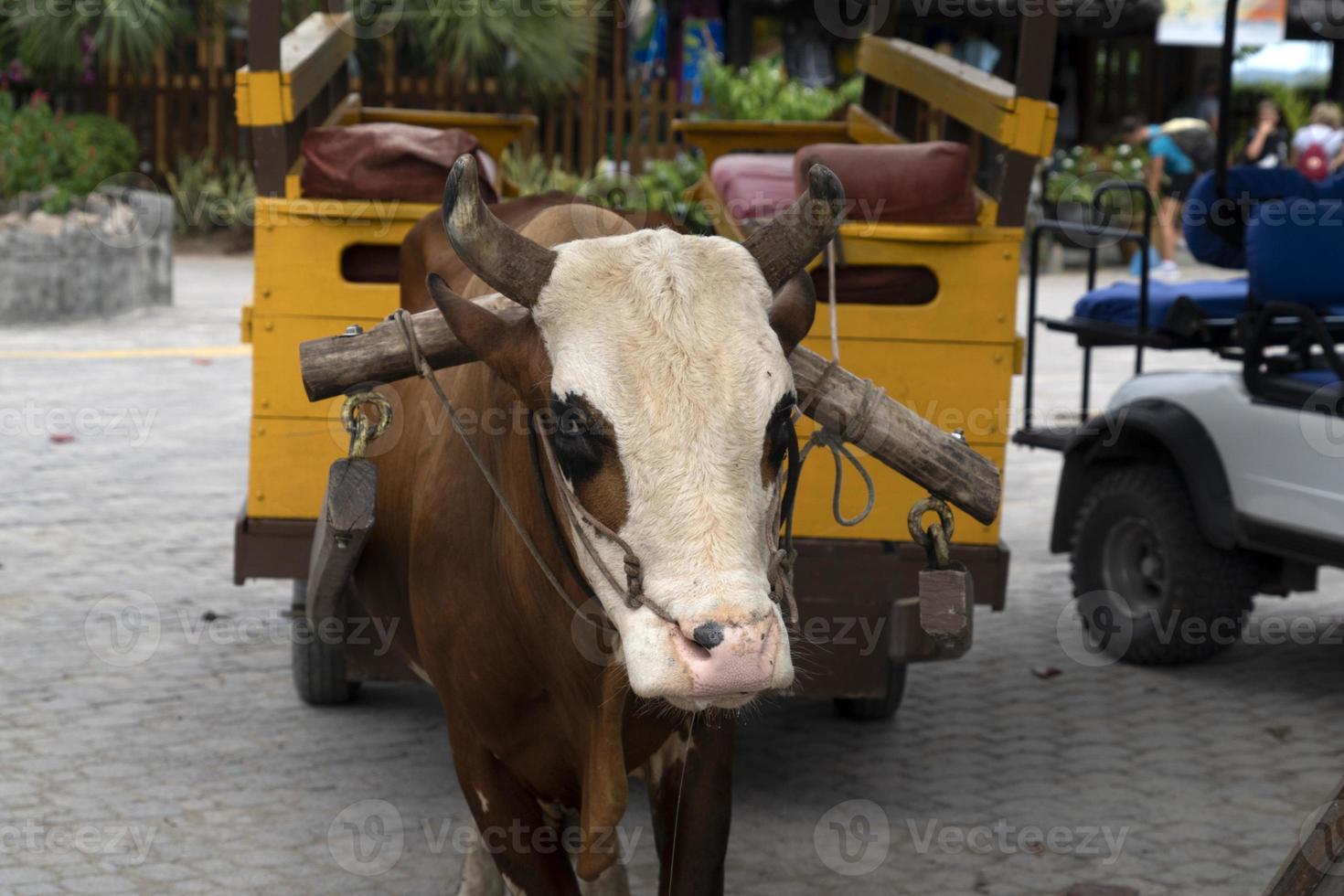 Cow with rope in the nose in seychelles photo