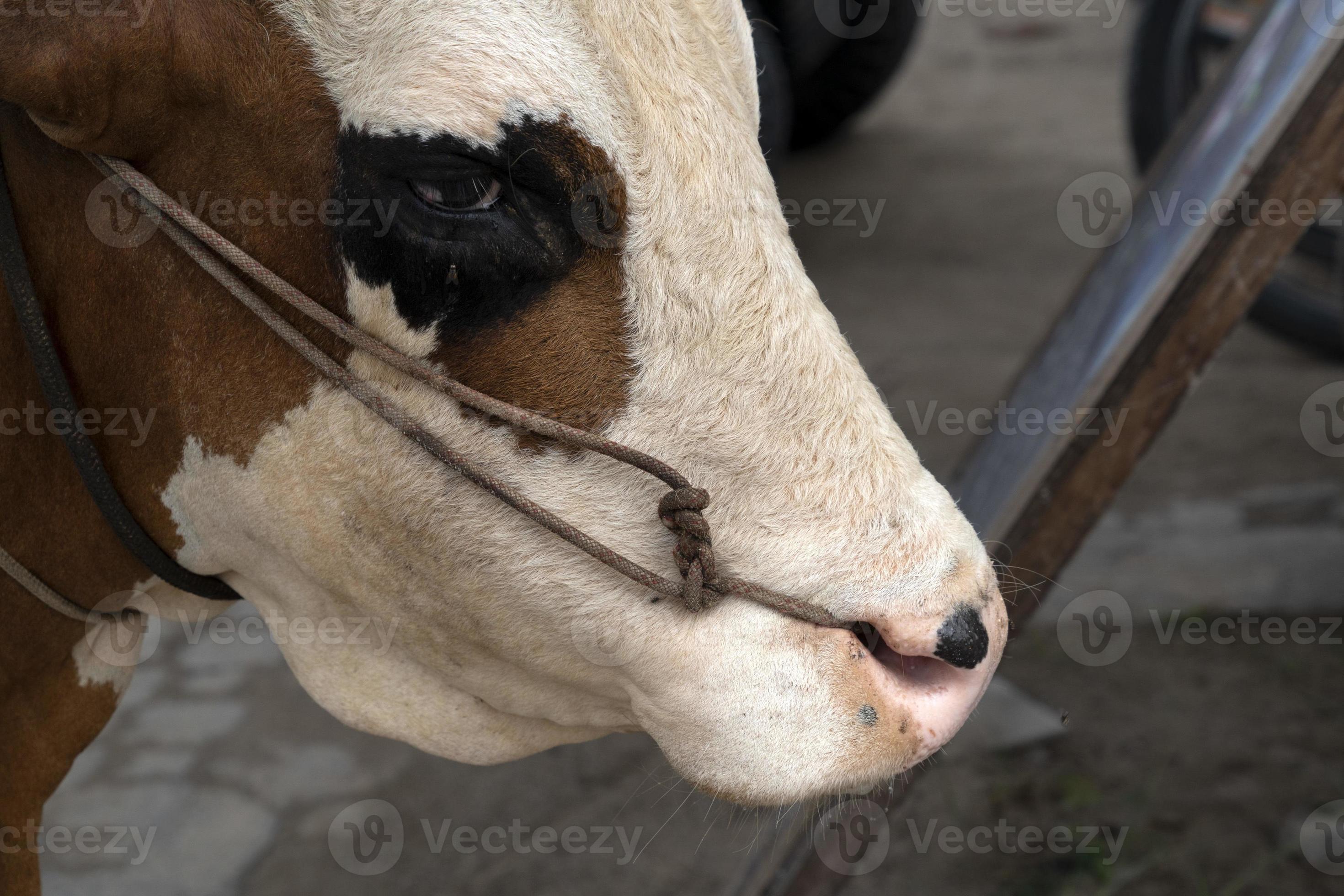 Cow with rope in the nose in seychelles 17412074 Stock Photo at Vecteezy