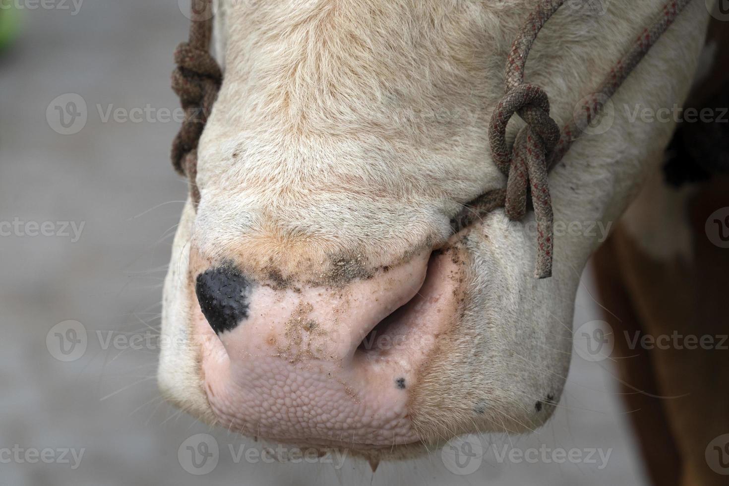 vaca con cuerda en la nariz en seychelles foto