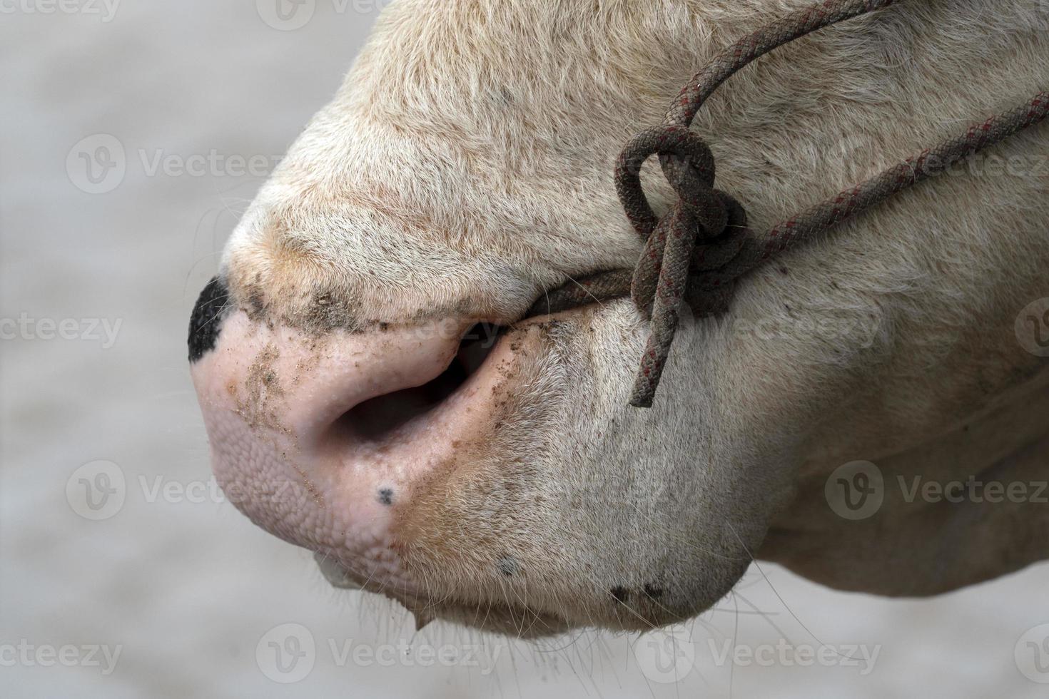 Cow with rope in the nose in seychelles photo