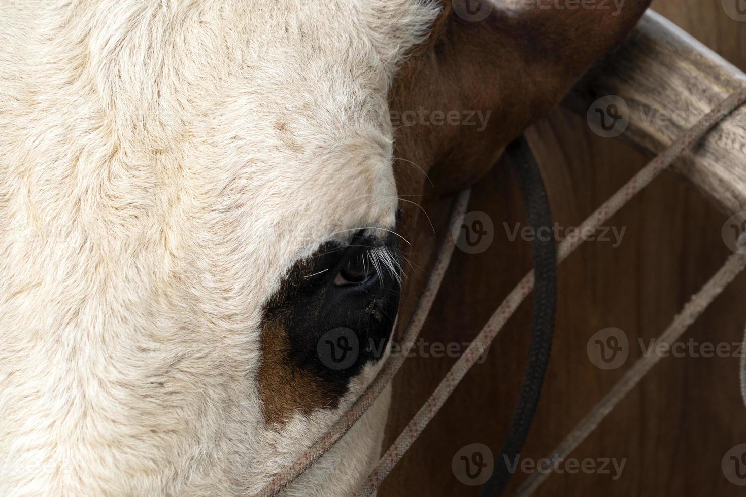 vaca con cuerda en la nariz en seychelles foto