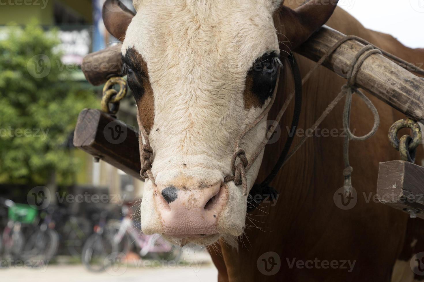Cow with rope in the nose in seychelles photo