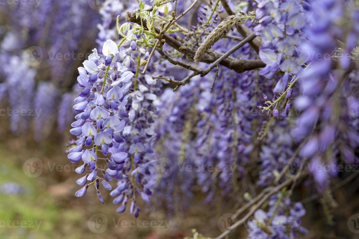 wisteria violet flowers branch photo