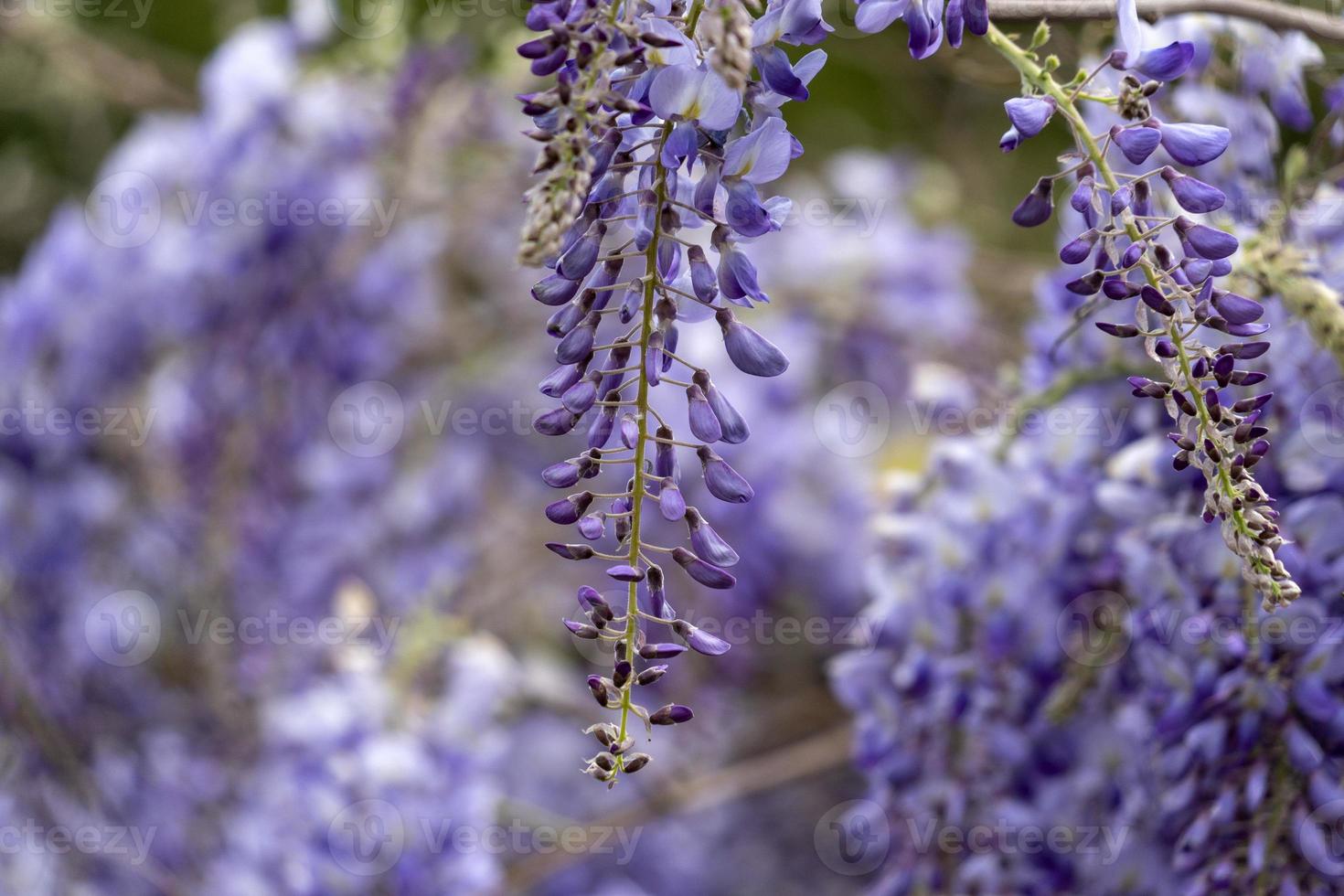 wisteria violet flowers branch photo