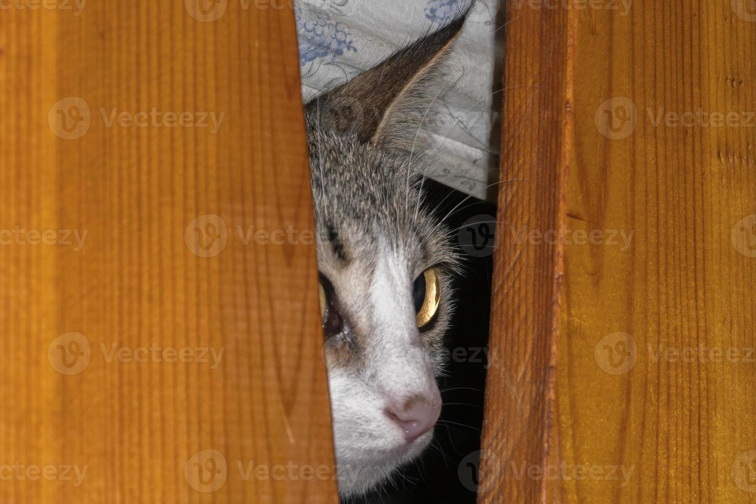 curious cat hiding under the bed photo