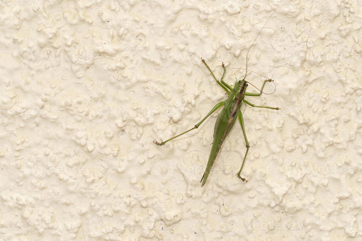 green grasshopper inside house photo