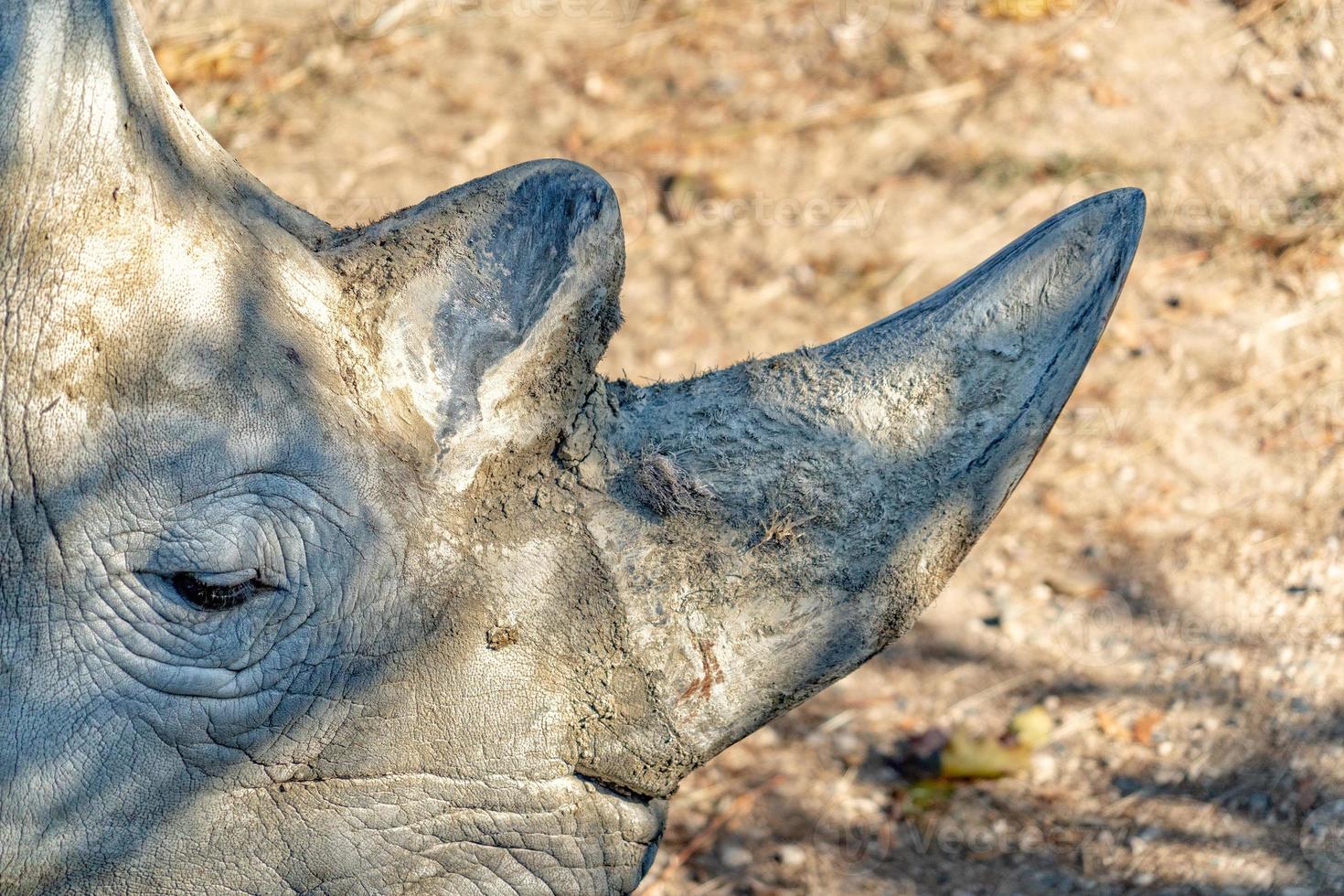 white rhino horn close detail photo