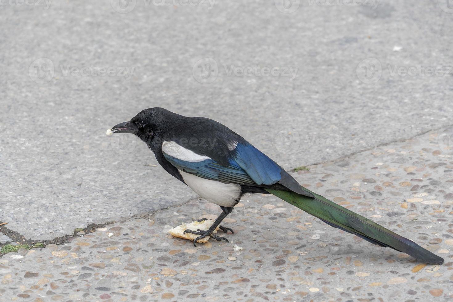 magpie eating bread photo