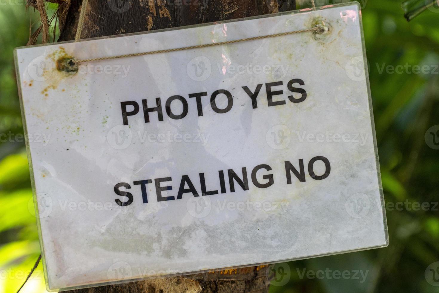 Photo Yeas Stealing no hanging from coconut tree