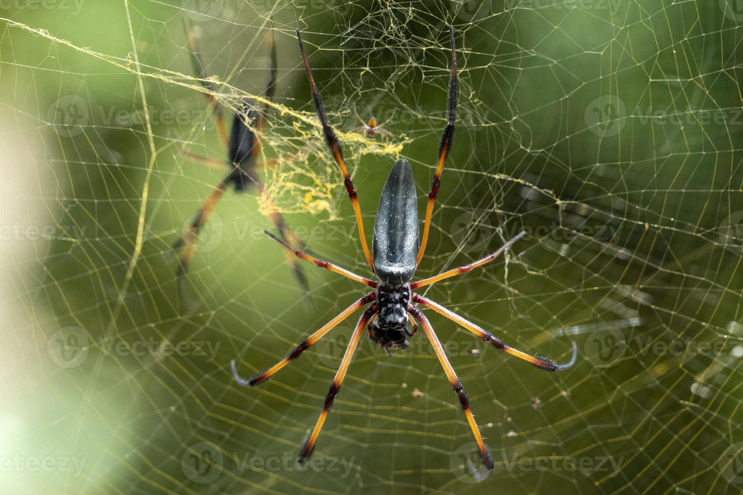 seychelles palm spider on web photo