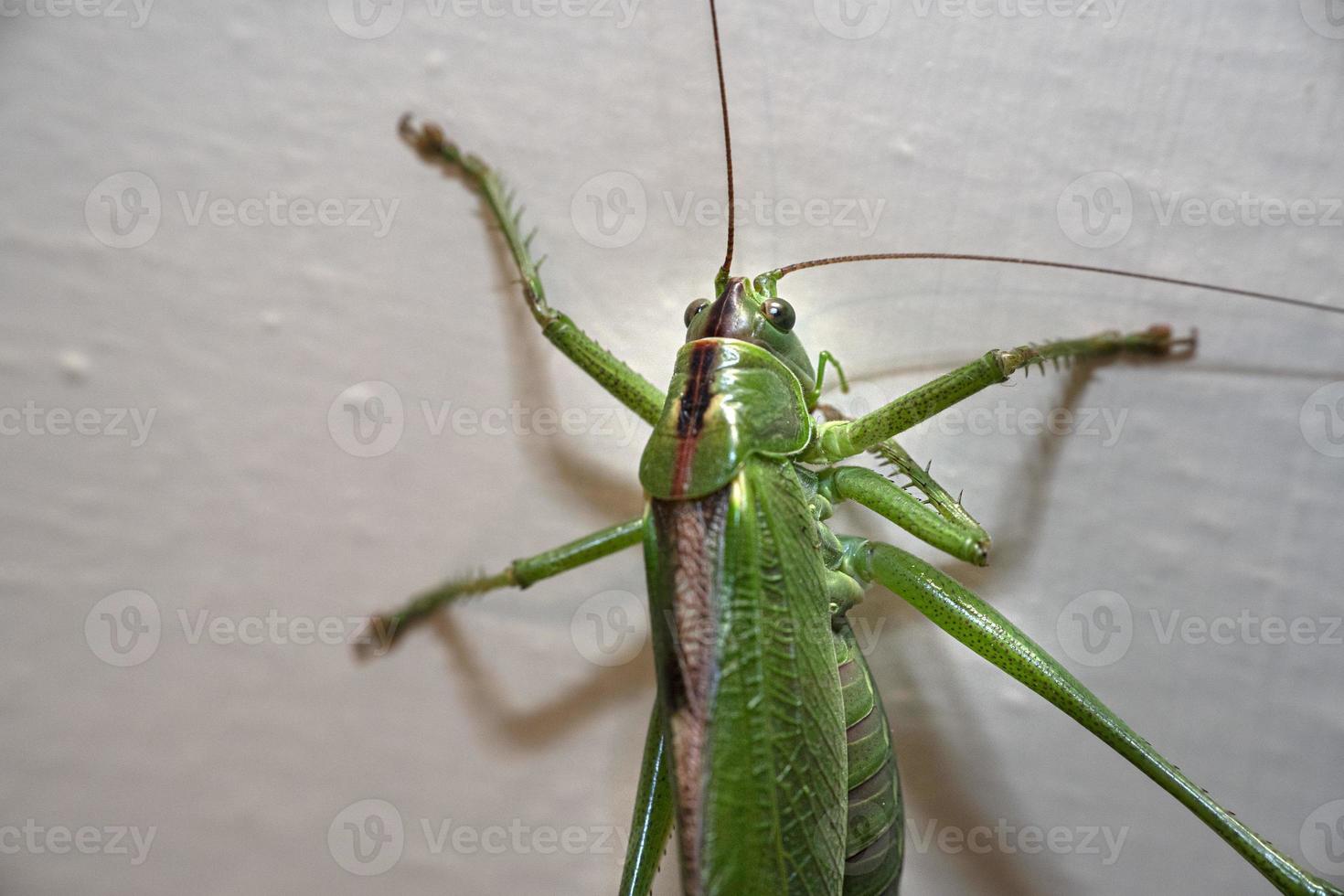green grasshopper inside house photo