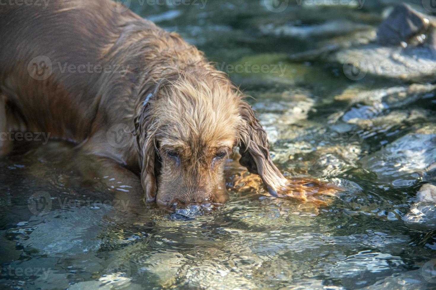 happy puppy dog cocker spaniel in the river photo