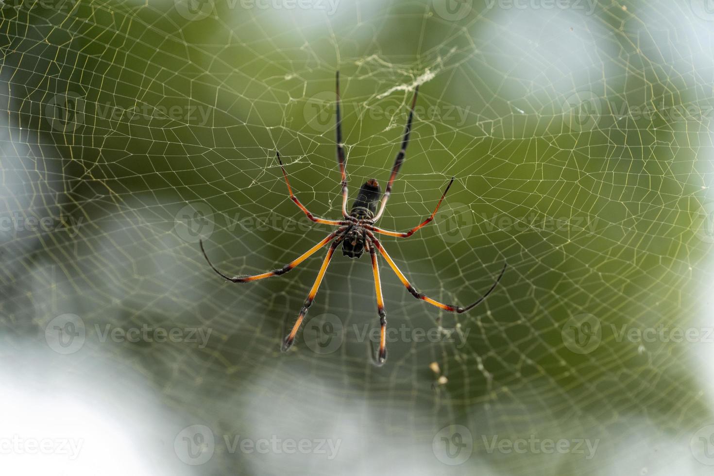 seychelles palm spider on web photo