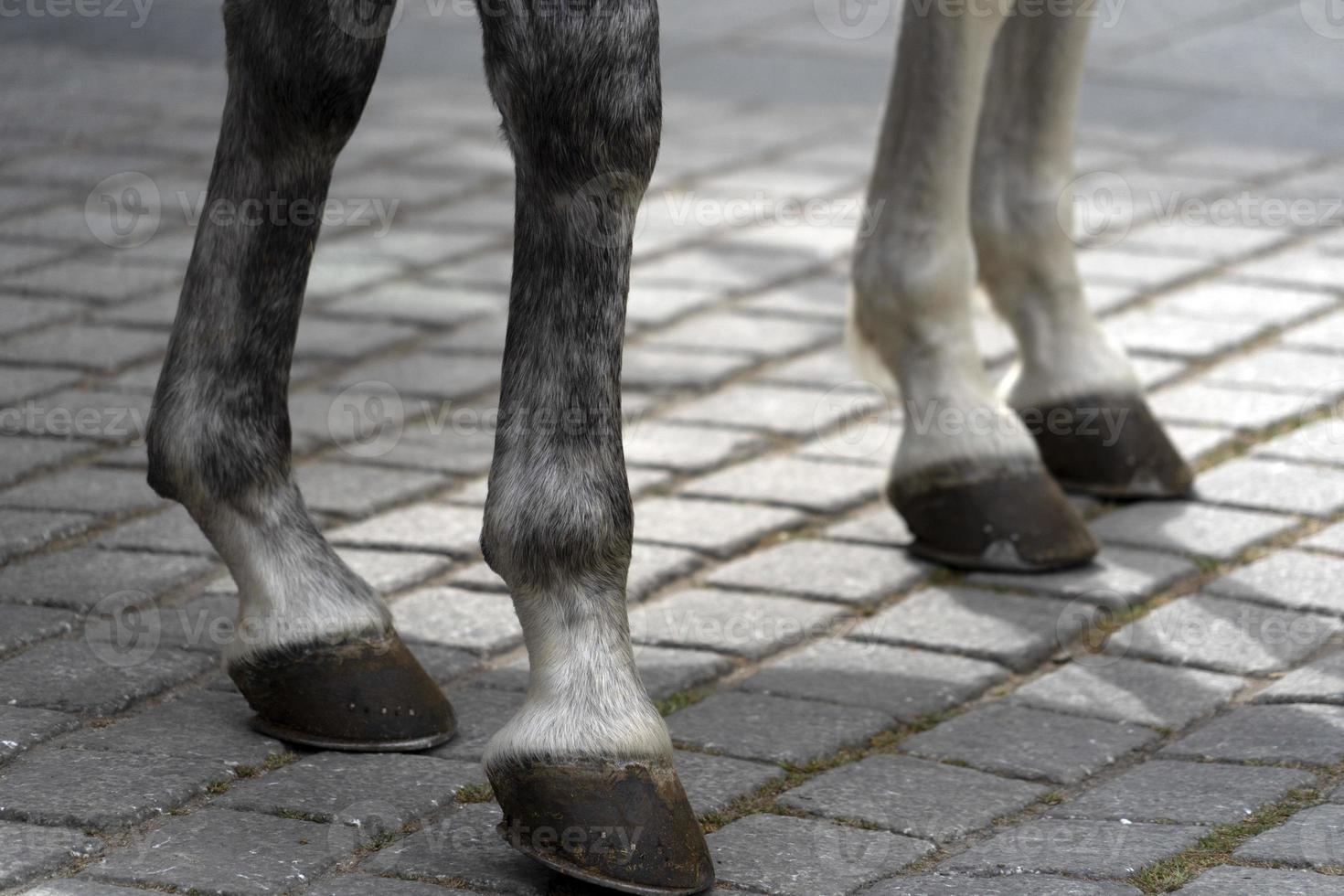 Parade white horses detail photo