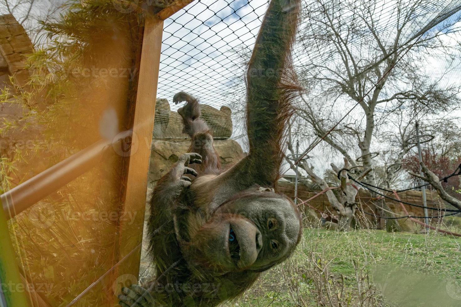 zoo newborn baby orang utan ape photo