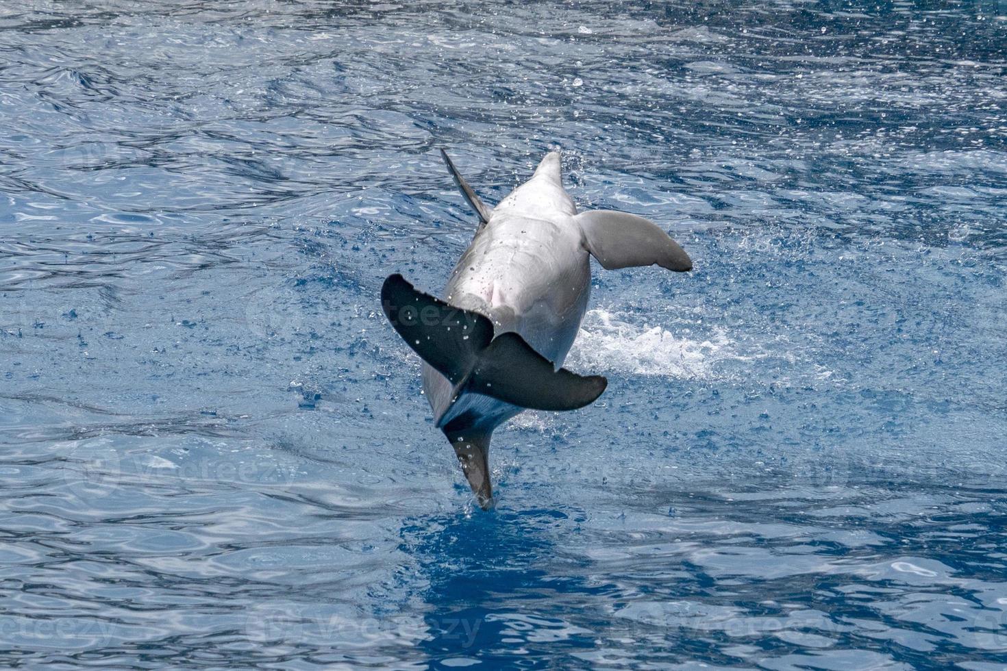 Dolphin while back jumping in the deep blue sea photo