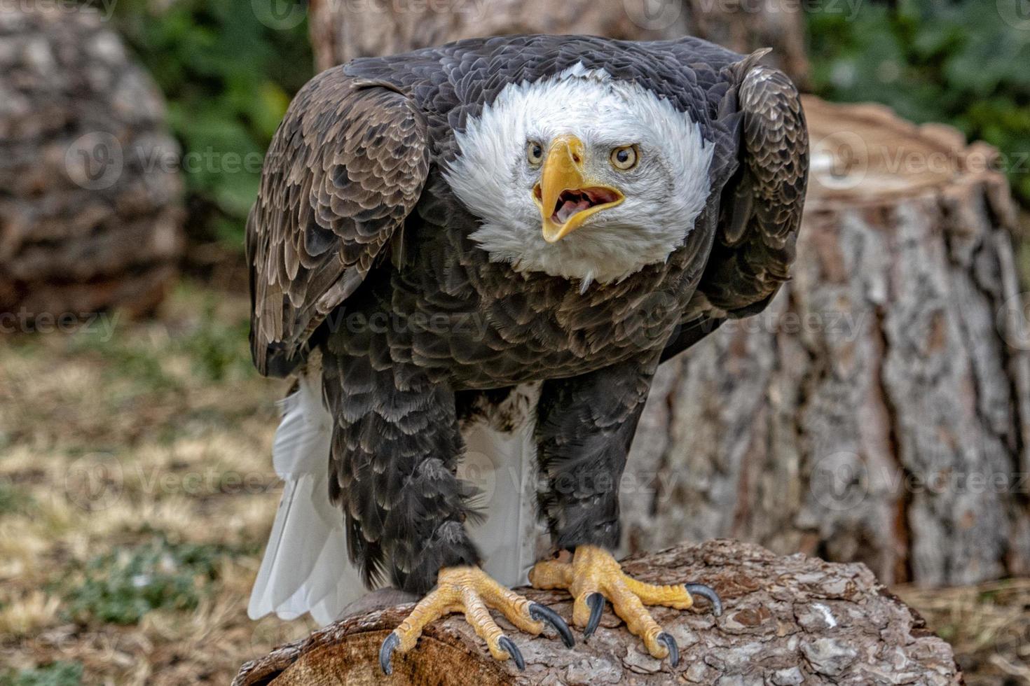American bald eagle portrait photo