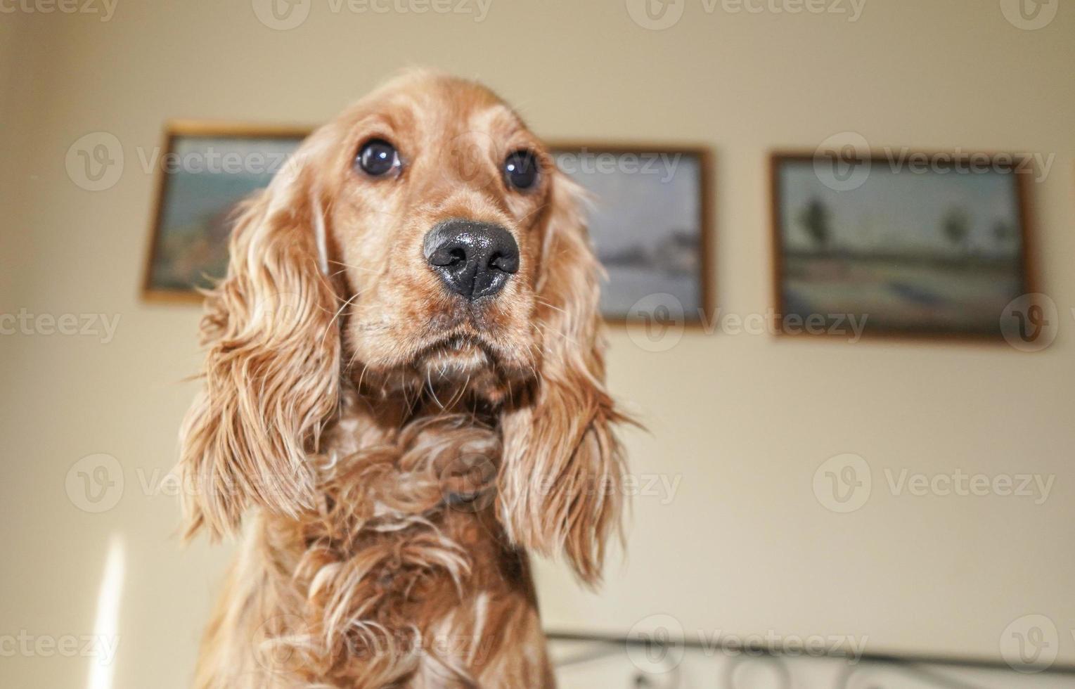 puppy dog cocker spaniel relaxing and sleeping on a bed photo