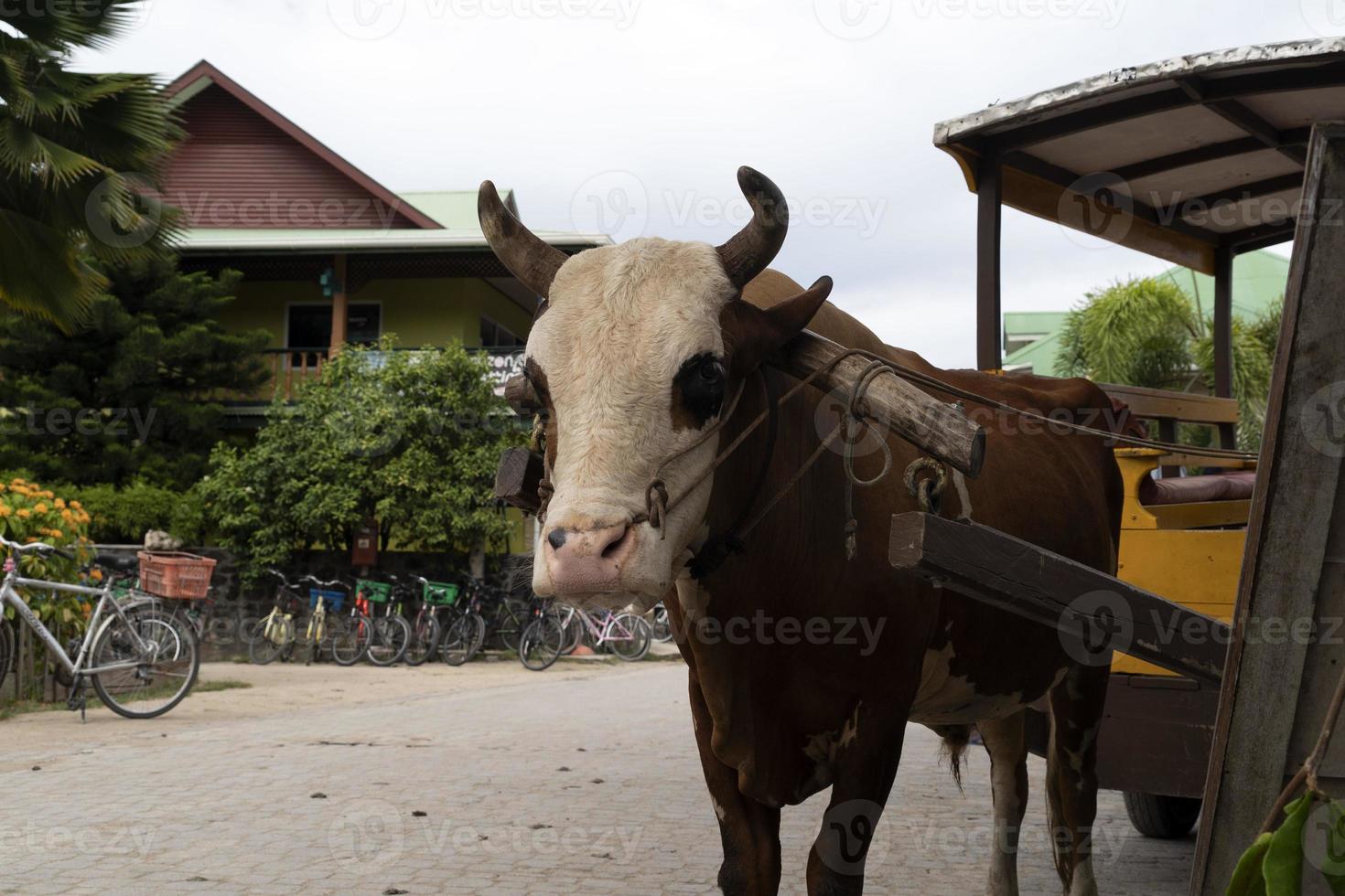 vaca con cuerda en la nariz en seychelles foto