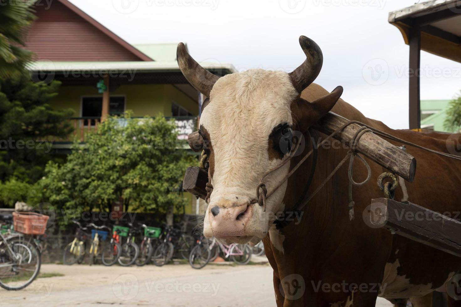 vaca con cuerda en la nariz en seychelles foto