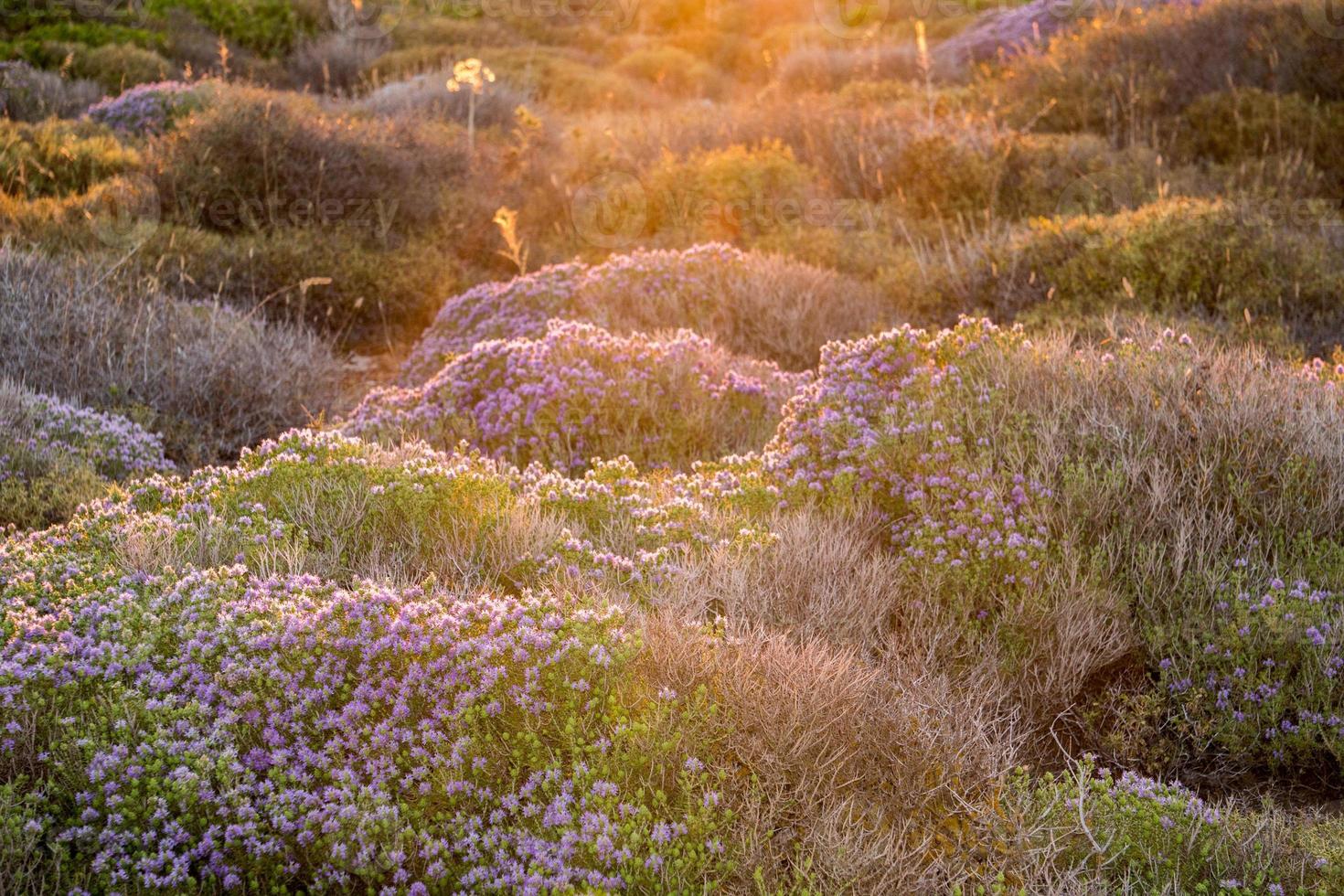 thyme flowers field in Sicily photo
