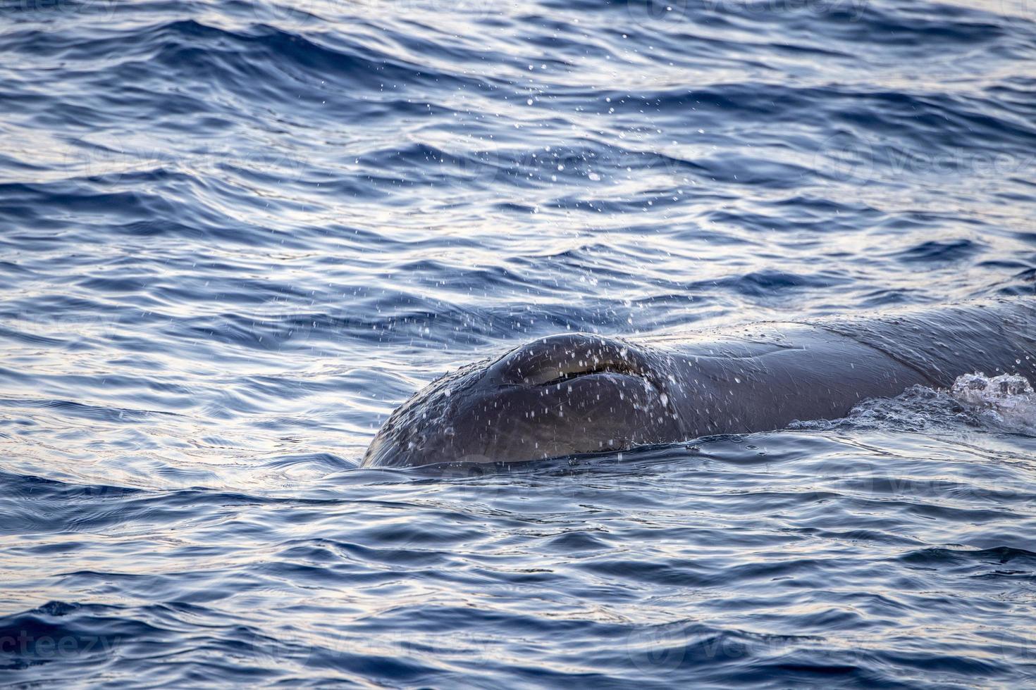 Sperm Whale at sunset in mediterranean Sea photo