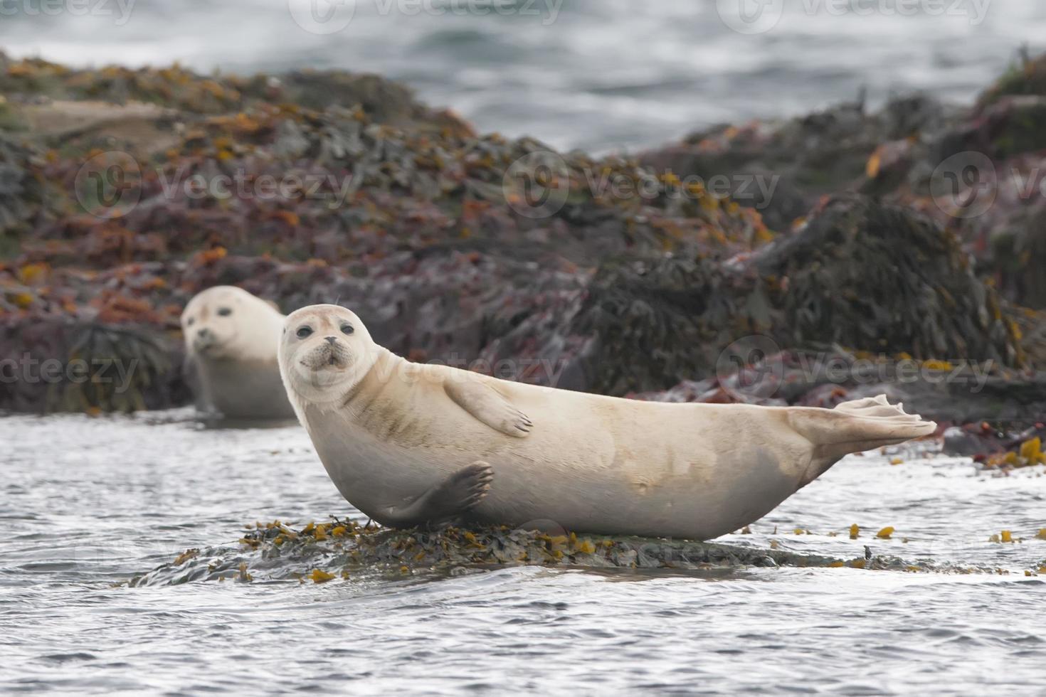 Harbor seal relaxing on a rock in Iceland photo