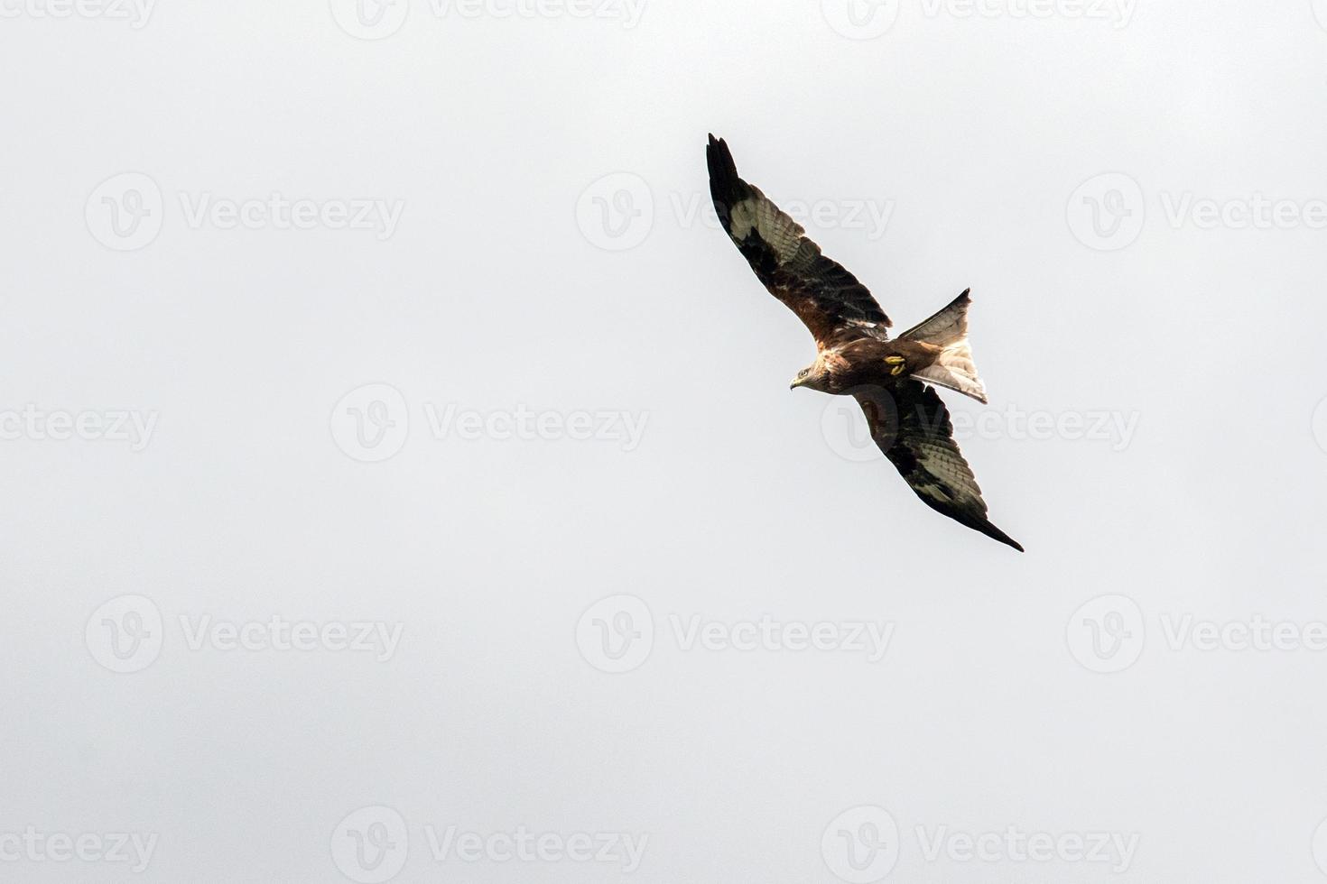 bird kite flying photo
