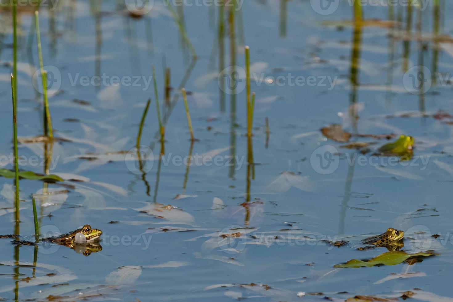 A frog in swamp while blowing photo