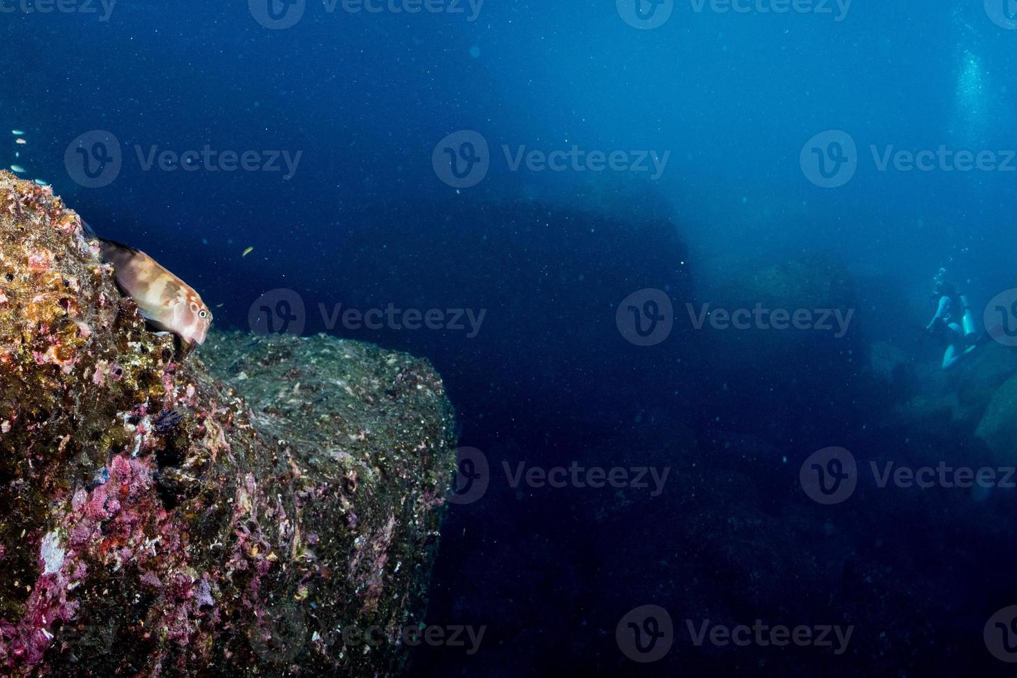 pez gobio halcón en un coral duro en el mar de cortez foto