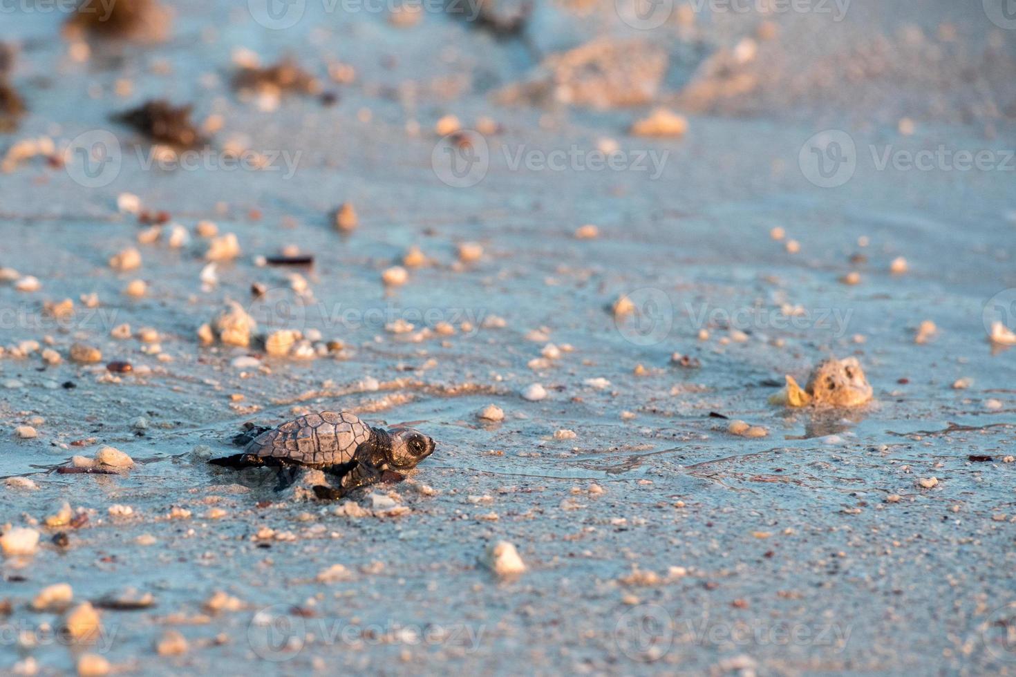 bebé recién nacido tortuga golfina verde acercándose al mar foto