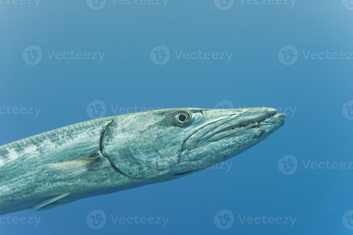 Barracuda Fish underwater photo