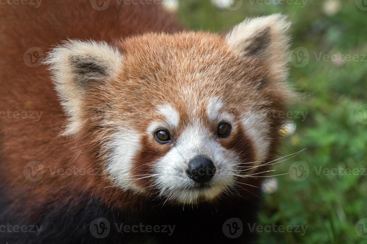 red panda close up portrait photo