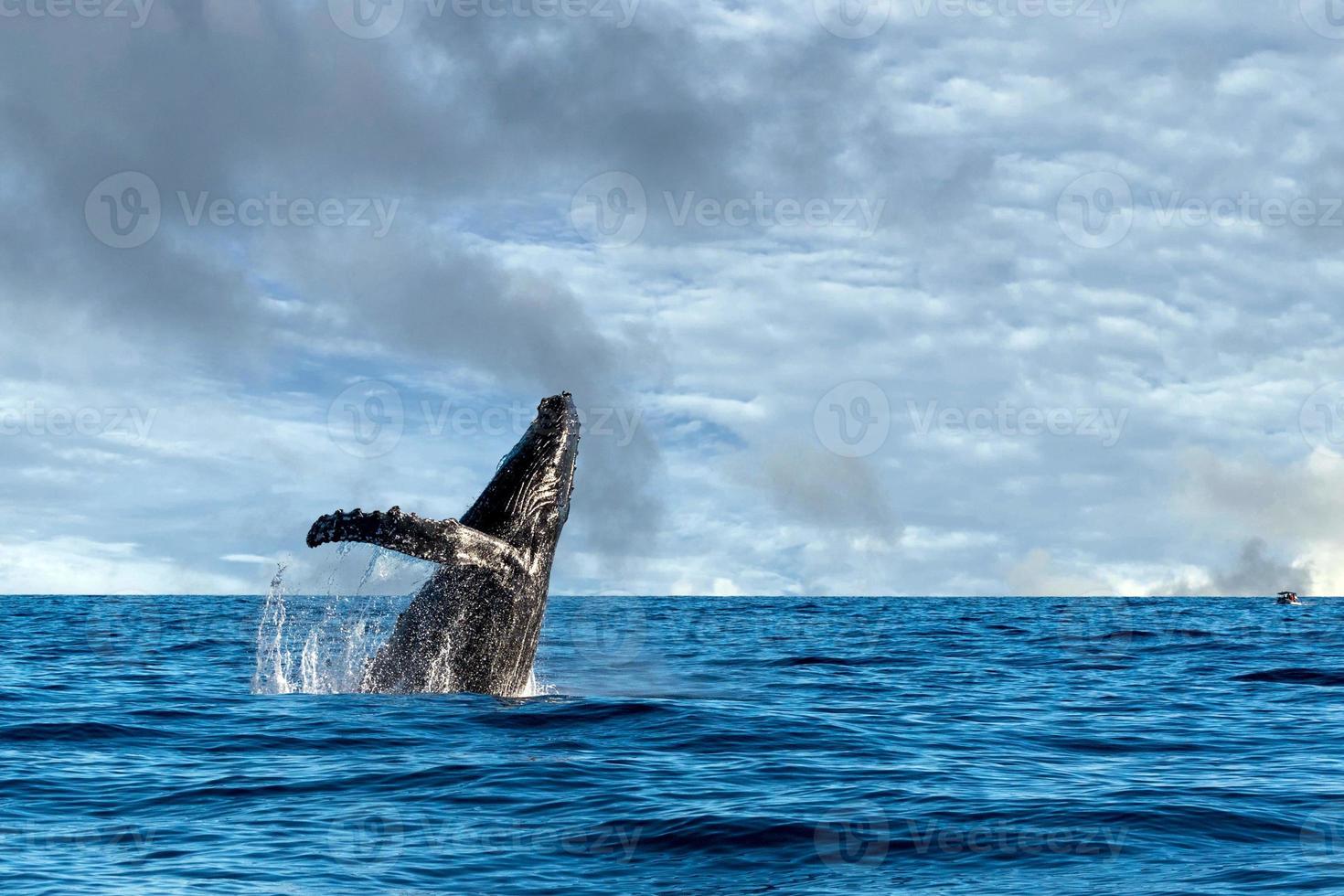 humpback whale breaching photo