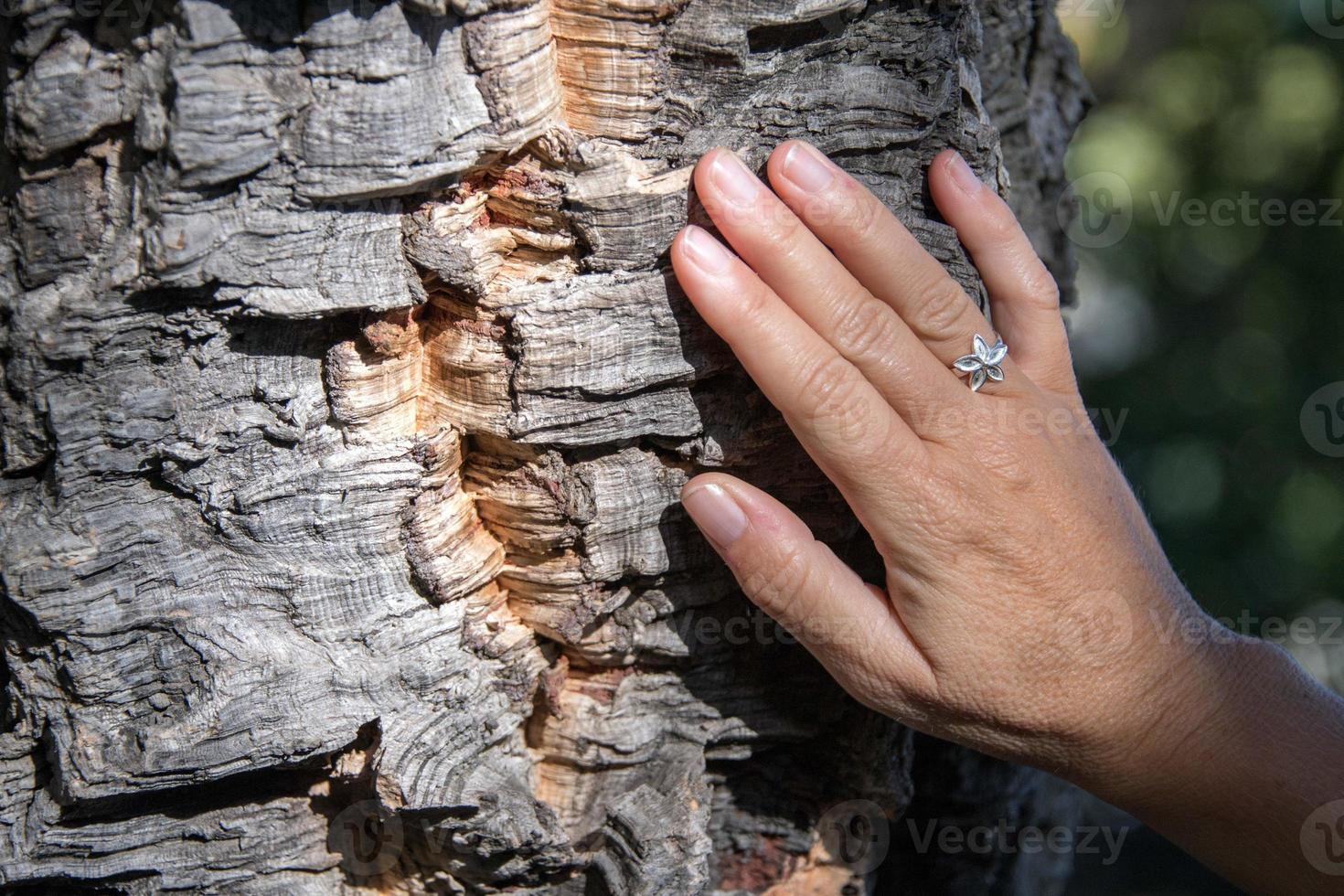 woman hand on cork tree bark photo