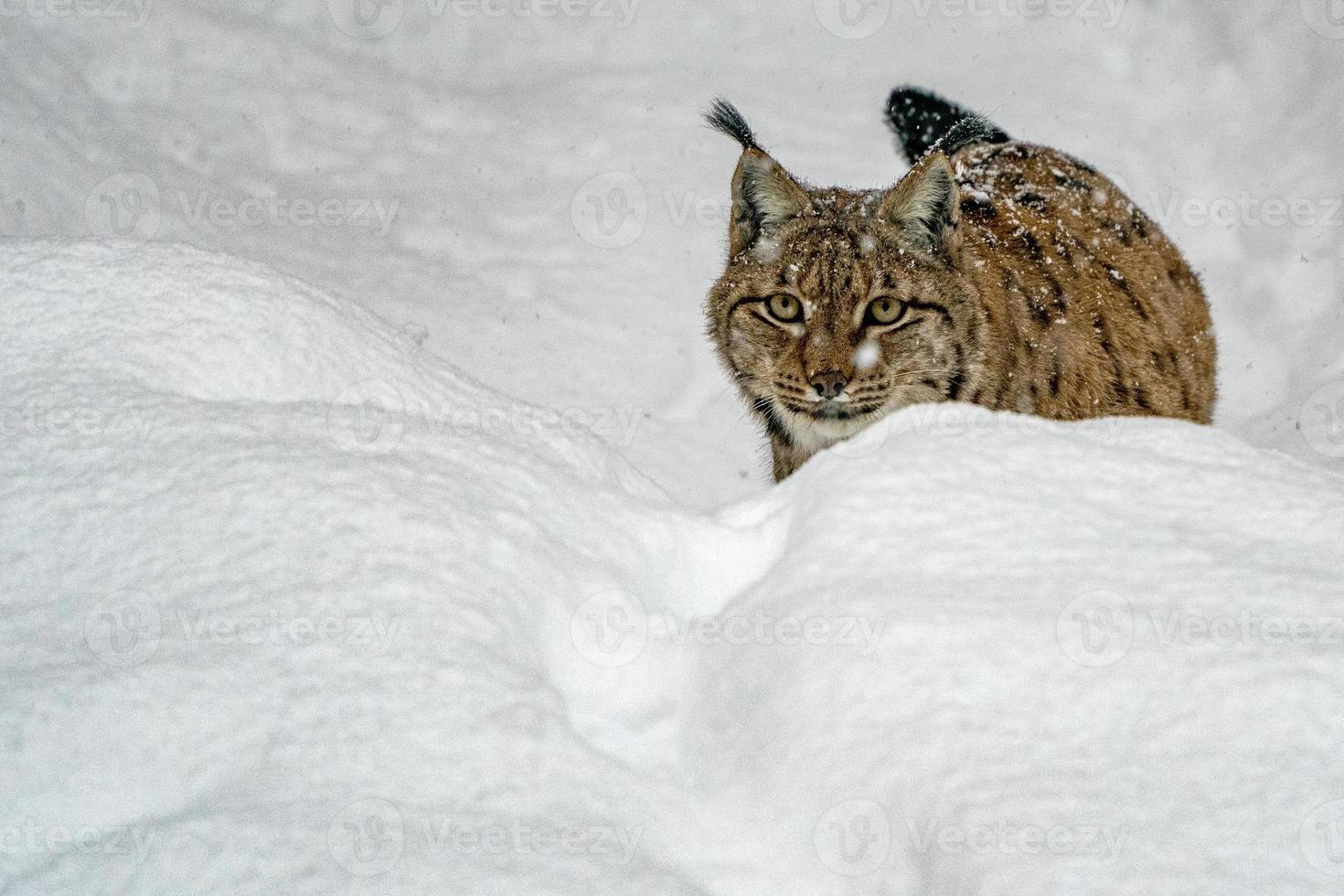 lynx in the snow forest portrait photo