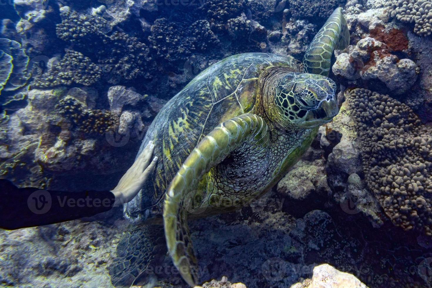 mano acariciando tortuga verde primer plano retrato bajo el agua foto