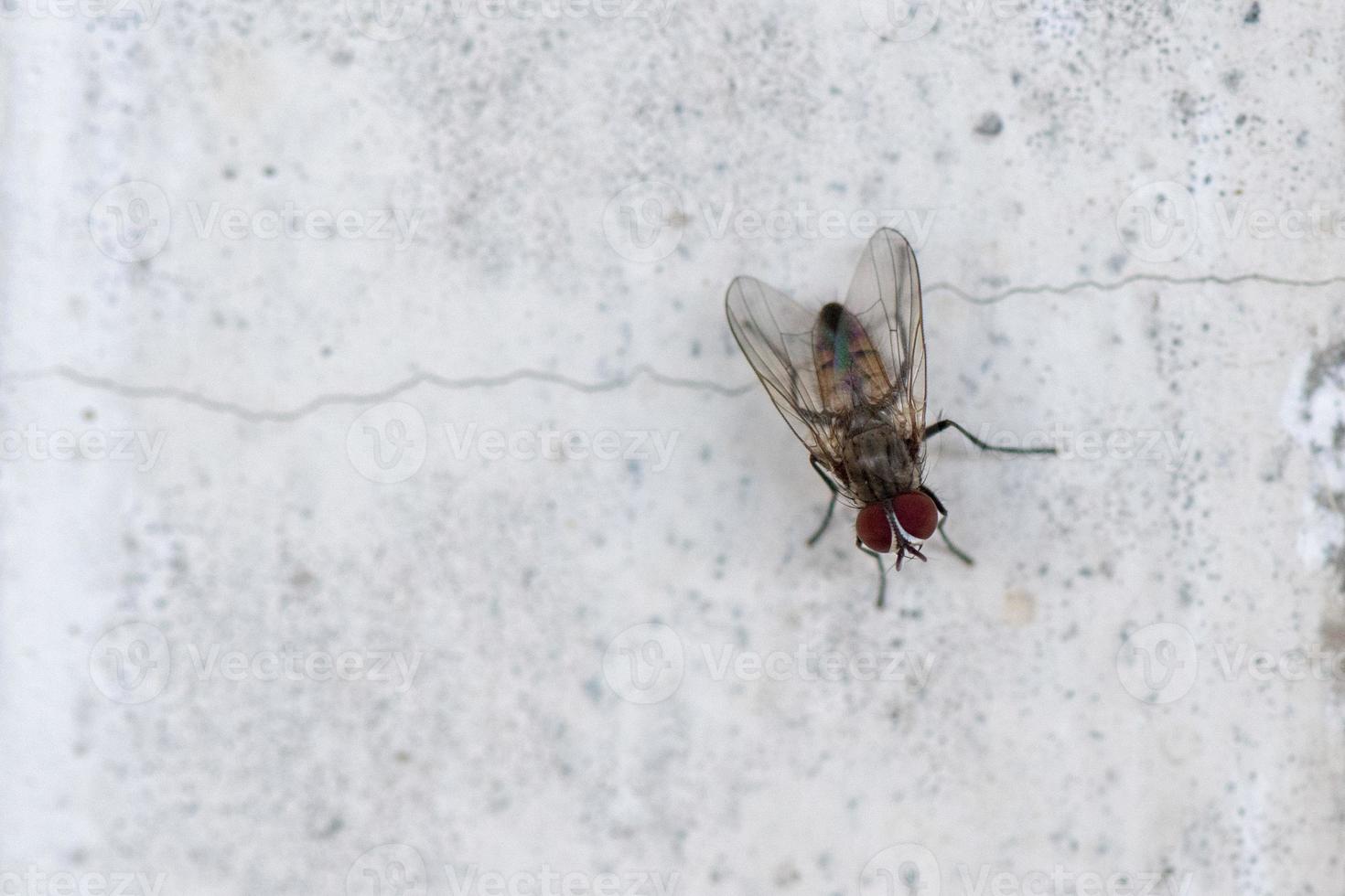isolated fly on the white background macro photo