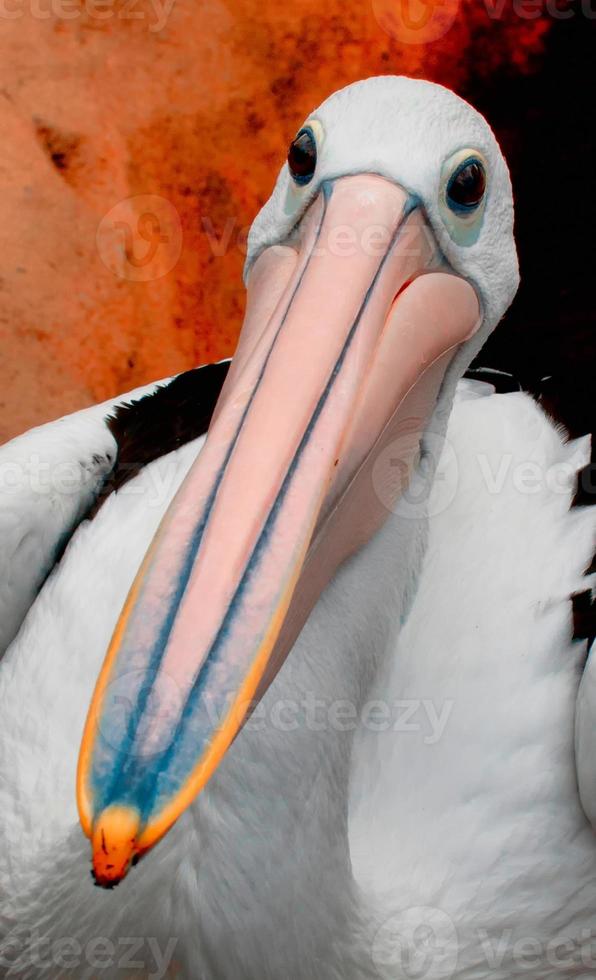 White pelican portrait photo