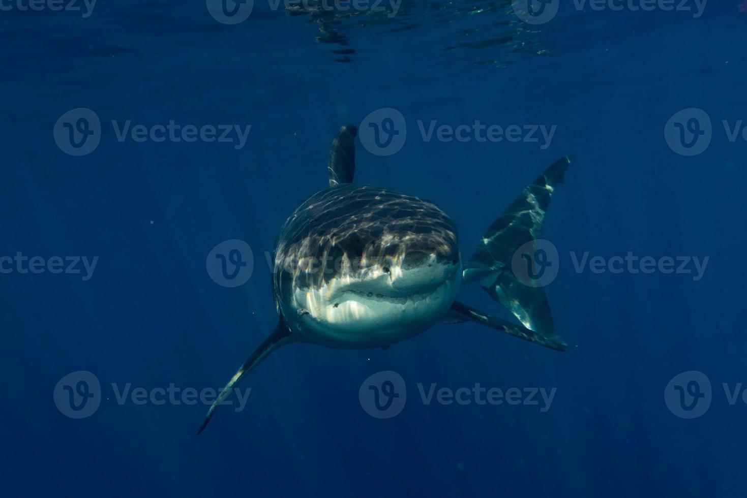 Great White shark ready to attack photo