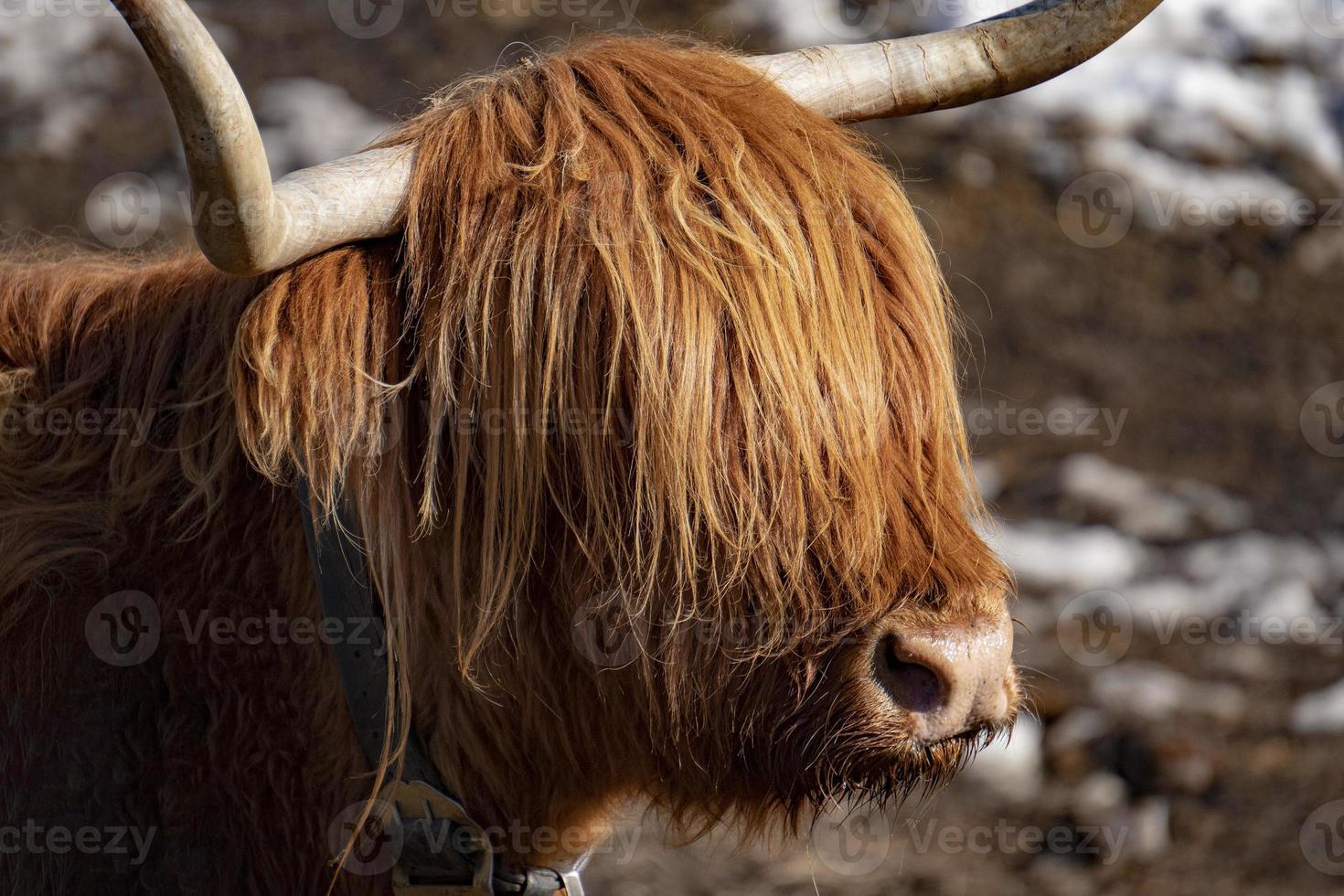 Highlander scotland hairy cow frozen nose photo