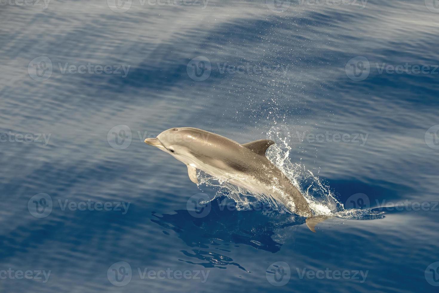Striped dolphin stenella while jumping photo
