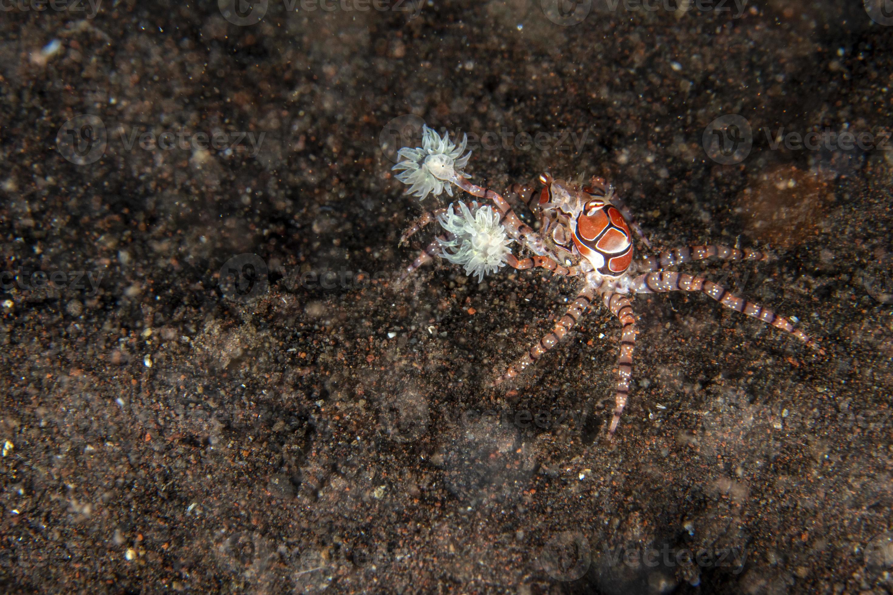 The Musical World'S Best Kept Secret: The Boxer Crab - cnivxlf