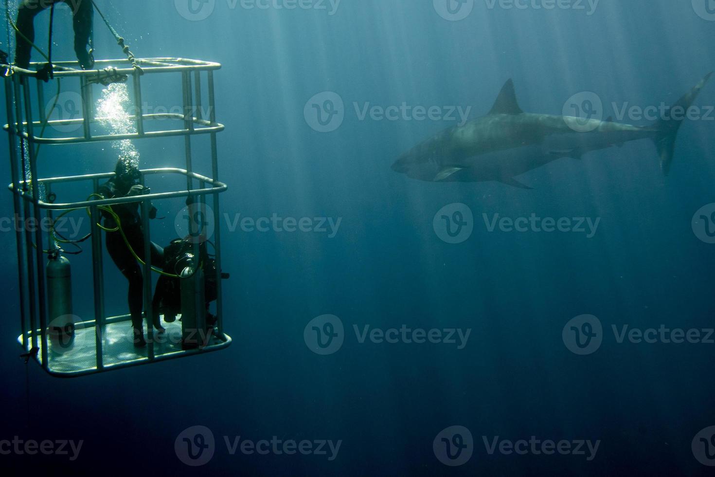 cage dive with White shark ready to attack photo