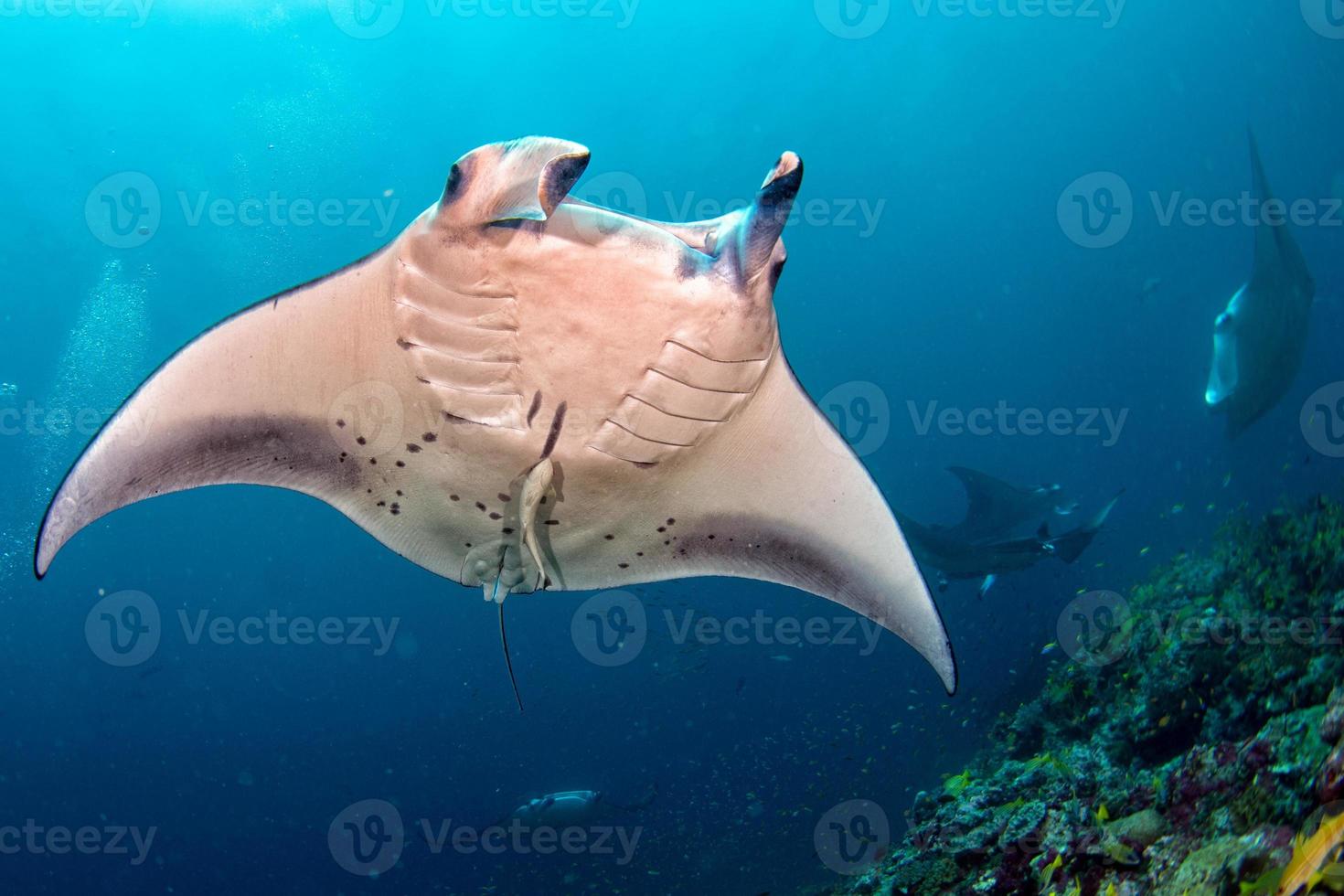 Manta in the blue ocean background portrait photo